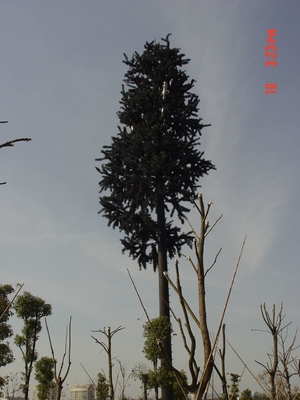 Van het de Boomstaal van de camouflagepijnboom Monopole Gegalvaniseerde Toren Hete Onderdompeling